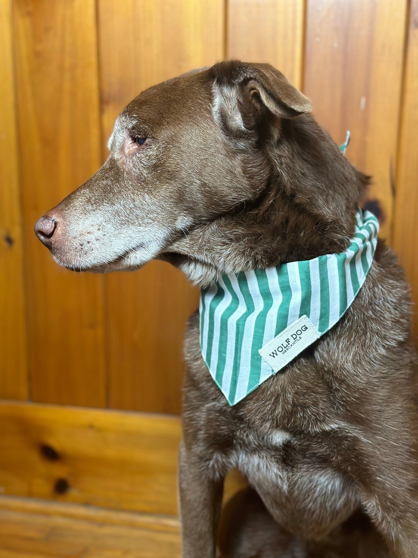 SPRING 2024 WDM Dog Bandanas