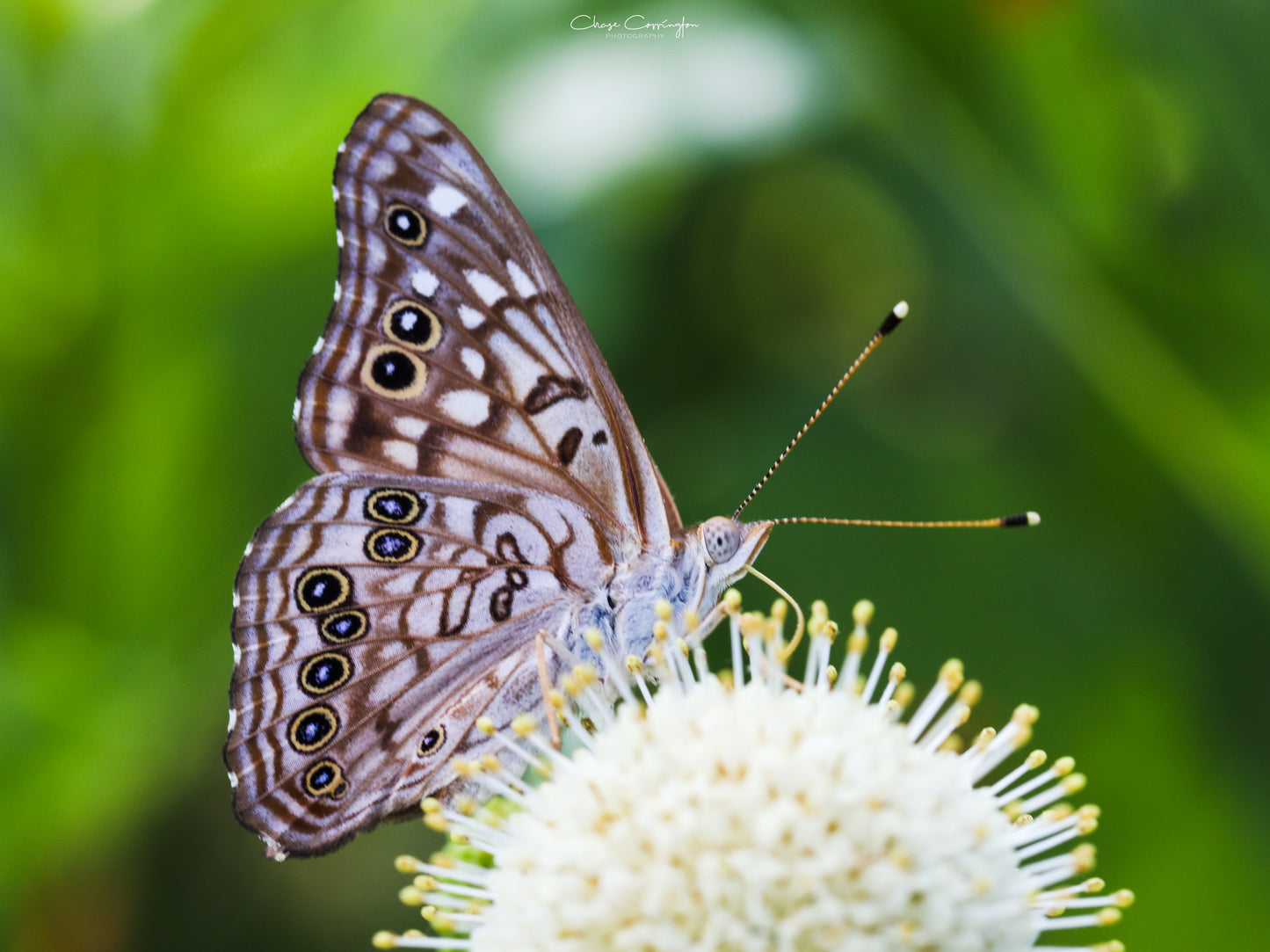 Butterfly on Flower Print